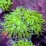 Indo Blue Tipped Torch - Image 7