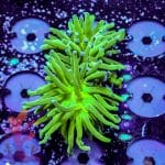 Indo Blue Tipped Torch - Image 8