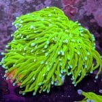 Indo Blue Tipped Torch - Image 9