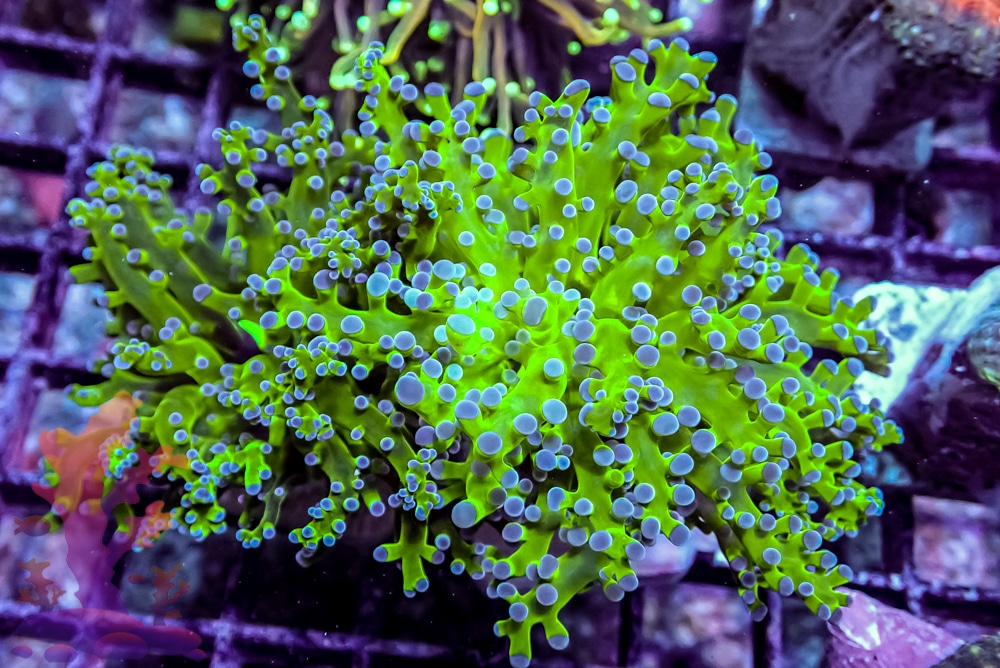 Indo Branching Frogspawn | Frags 2 Fishes