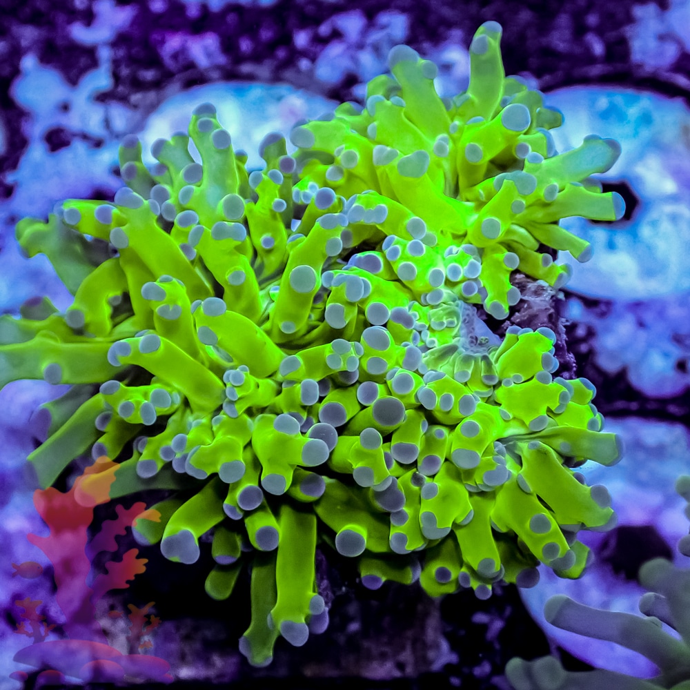 Indo Branching Frogspawn | Frags 2 Fishes