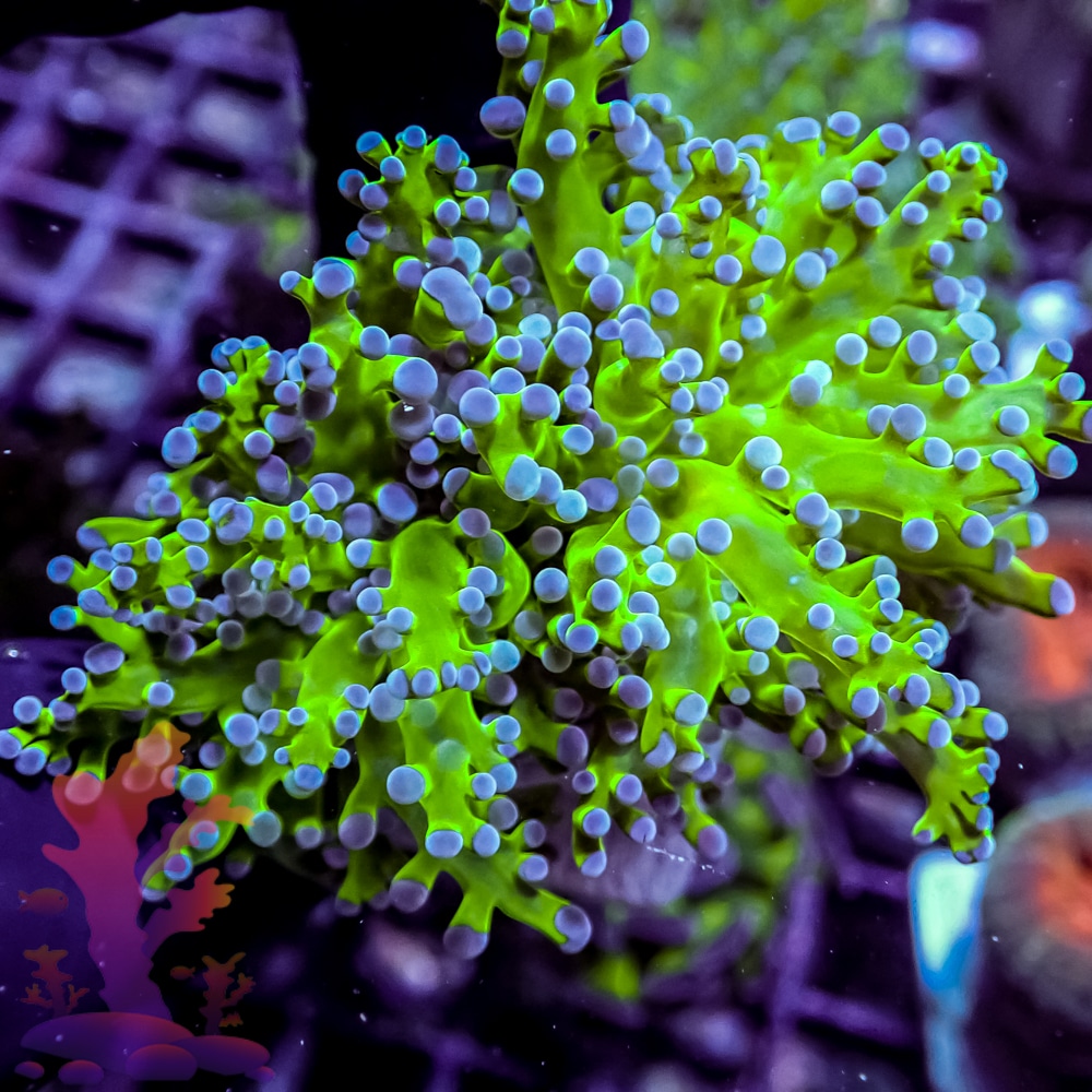 Indo Branching Frogspawn | Frags 2 Fishes