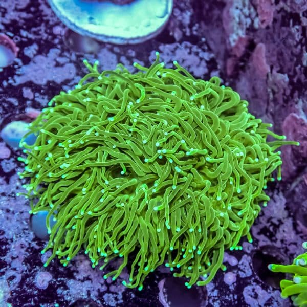 Indo Green Torch - Image 1