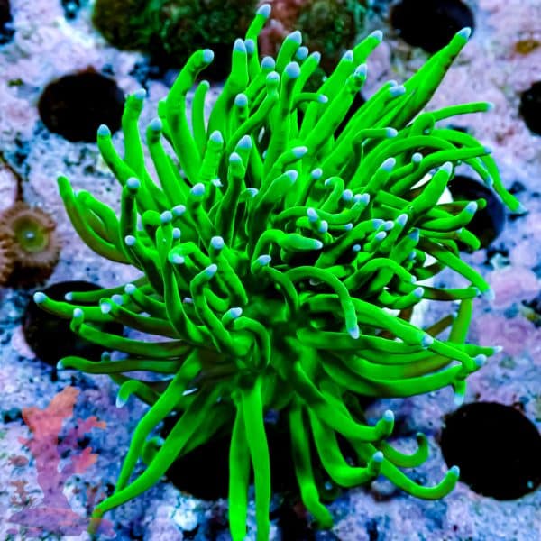 Indo Green Torch - Image 10