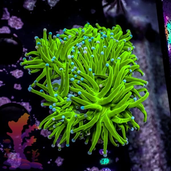 Indo Green Torch - Image 2