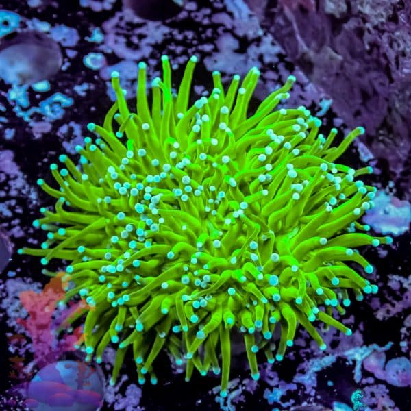 Indo Green Torch - Image 5