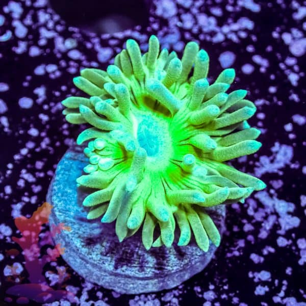 Indo Green Torch - Image 6