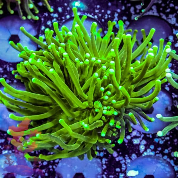 Indo Green Torch - Image 7
