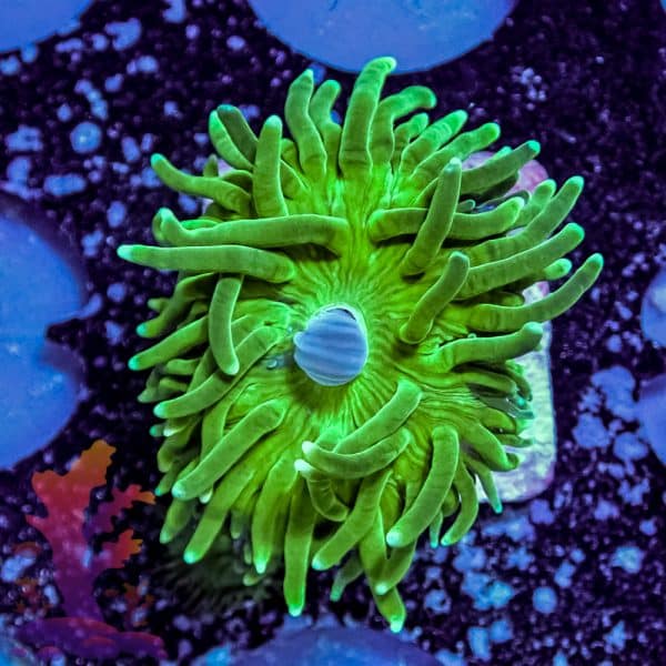 Indo Green Torch - Image 8