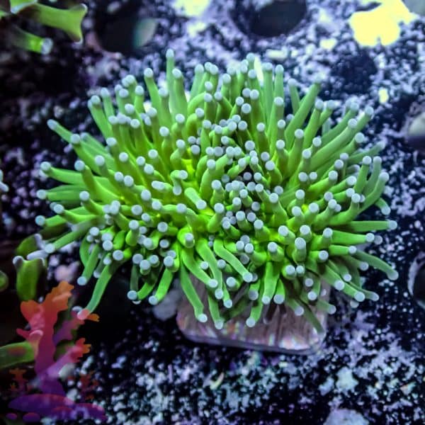 Indo Green Torch - Image 9