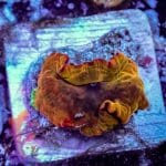 Iron Man Mushroom - Image 2