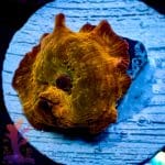 Iron Man Mushroom - Image 5
