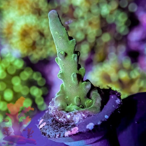 Jason Fox Coolers Champagne - Image 1