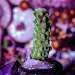 Jason Fox Coolers Champagne - Image 2