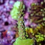 Jason Fox Coolers Champagne - Image 3