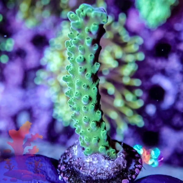 Jason Fox Coolers Champagne - Image 4