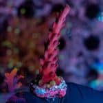 Jason Fox Coolers Champagne - Image 5