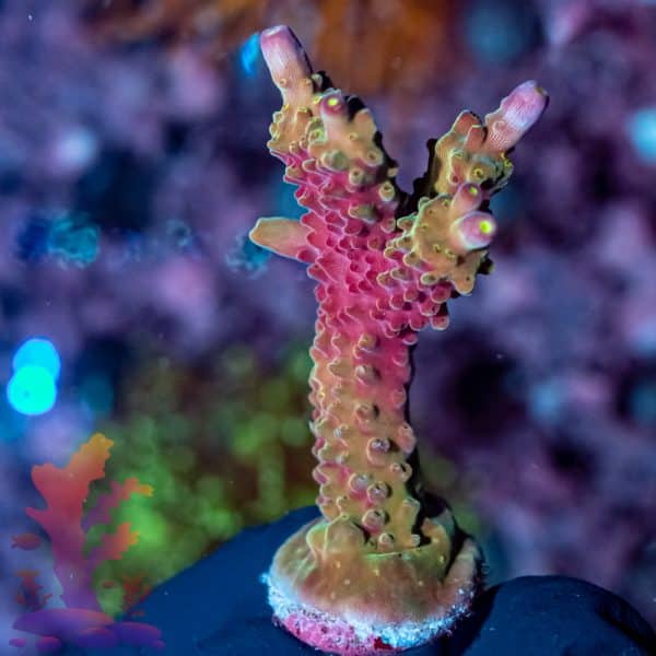 Jason Fox Coolers Champagne - Image 6