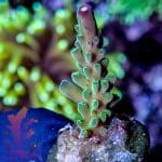 Jason Fox Coolers Champagne - Image 7