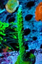 Jason Fox Coolers Champagne - Image 9