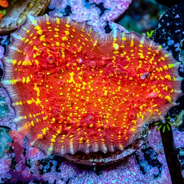 Jason Fox Gold Meister Chalice - Image 1