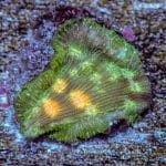 Jason Fox Lunar Lepto - Image 7