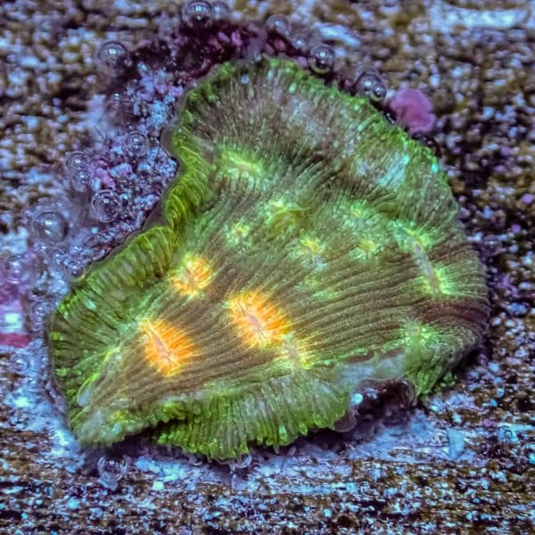Jason Fox Lunar Lepto - Image 7