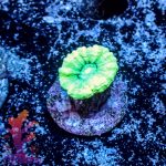 Kryptonite Candy Cane