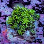 La Lakers Scroll Coral - Image 2