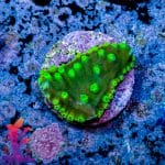 La Lakers Scroll Coral - Image 7
