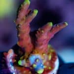 Larry Jackson Purple Tip - Image 5
