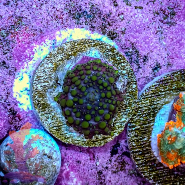Lava Lamp Mushroom - Image 1