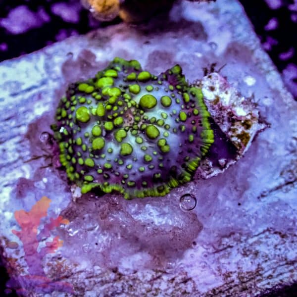 Lava Lamp Mushroom - Image 10