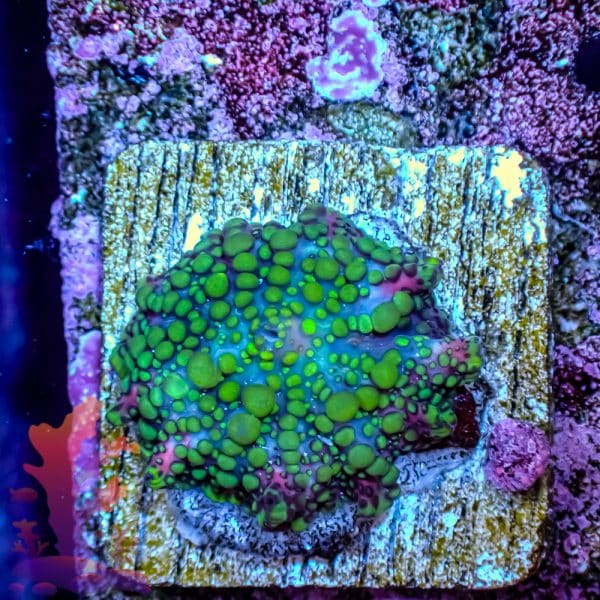 Lava Lamp Mushroom - Image 2