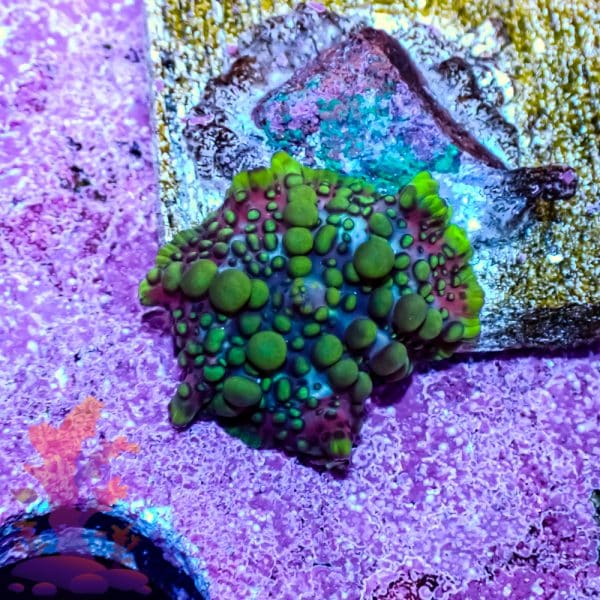 Lava Lamp Mushroom - Image 3