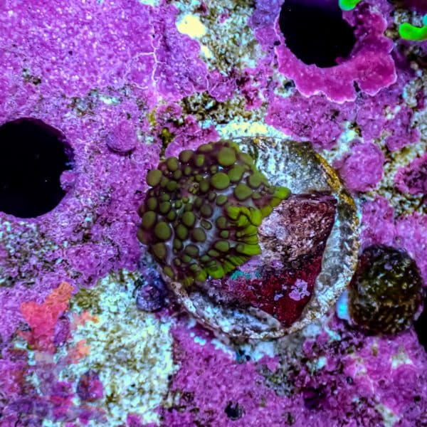 Lava Lamp Mushroom - Image 4