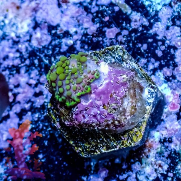 Lava Lamp Mushroom - Image 5