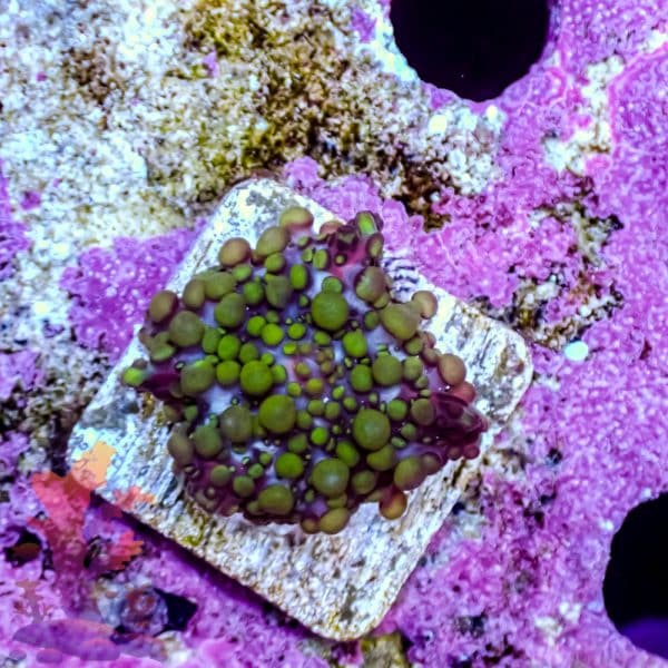 Lava Lamp Mushroom - Image 6