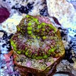 Lava Lamp Mushroom - Image 7