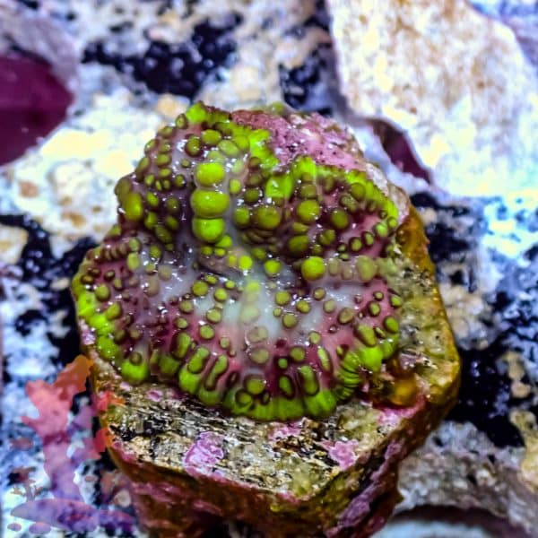 Lava Lamp Mushroom - Image 7