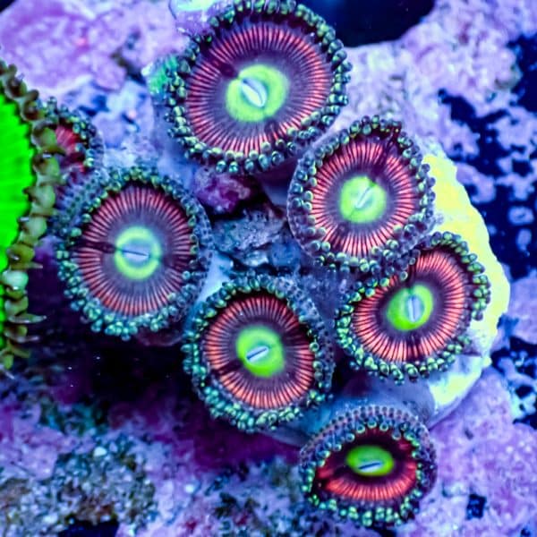 Lava Lamp Mushroom - Image 8