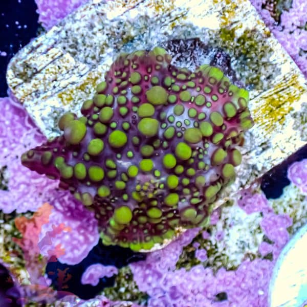 Lava Lamp Mushroom - Image 9