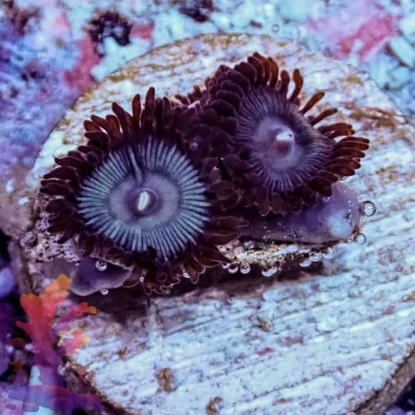 Lunar Eclipse Zoa - Image 2