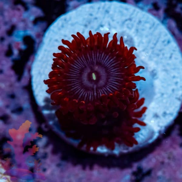 Lunar Eclipse Zoa - Image 5