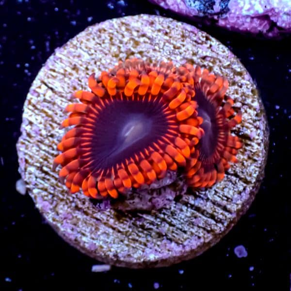 Lunar Eclipse Zoa - Image 6
