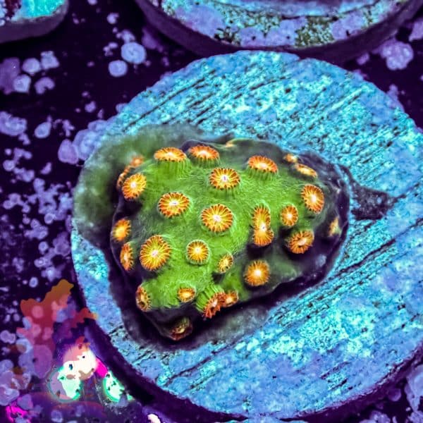 Mandarin Clove Polyp - Image 1