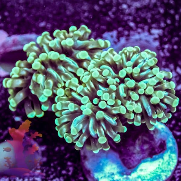 Mandarin Clove Polyp - Image 2