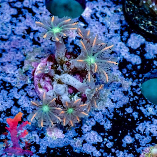 Mandarin Clove Polyp - Image 3