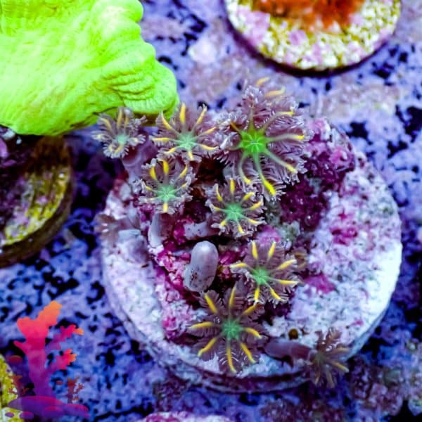 Mandarin Clove Polyp - Image 4