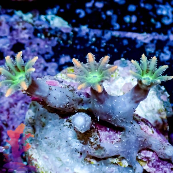 Mandarin Clove Polyp - Image 5